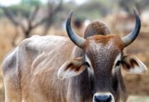 8 महीने की गर्भवती और 14 लीटर दूध देने वाली बताकर बेची गाय, निकली फर्जी; किसान ने जीता उपभोक्ता फोरम का केस